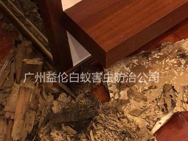 蘿崗荔紅小區(qū)除白蟻危害