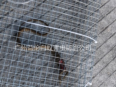 花都區(qū)上門抓蛇、捕蛇