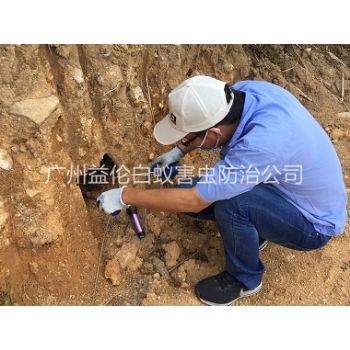 黃埔水庫(kù)堤壩滅白蟻