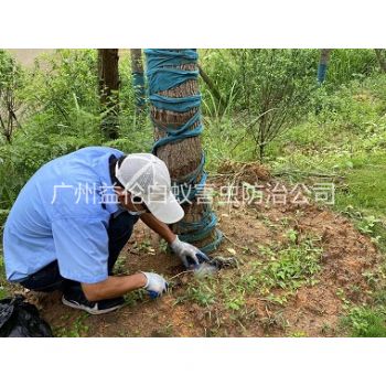 黃埔樹(shù)木白蟻防治工程